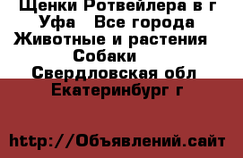 Щенки Ротвейлера в г.Уфа - Все города Животные и растения » Собаки   . Свердловская обл.,Екатеринбург г.